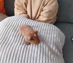 Lief mannetje- baby cavia te koop -beschikbaar vanaf 8 sept., Dieren en Toebehoren, Cavia, Augustus, Mannelijk, Tam