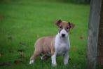 Bull terrier pups nieuw nestje, Dieren en Toebehoren, Honden | Jack Russells en Terriërs, Bull Terriër, Rabiës (hondsdolheid)
