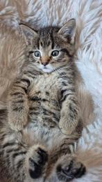 Laatste Bengaalse Kitten, Dieren en Toebehoren, Katten en Kittens | Raskatten | Korthaar, Poes, Ontwormd, 0 tot 2 jaar