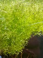 Riccia fluitans,watervorkje, Dieren en Toebehoren, Ophalen, Nieuw, Plant(en), Steen of Hout