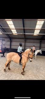 Lease pony gezocht, Dieren en Toebehoren, Paarden en Pony's | Verzorgingsproducten, Ophalen of Verzenden, Nieuw