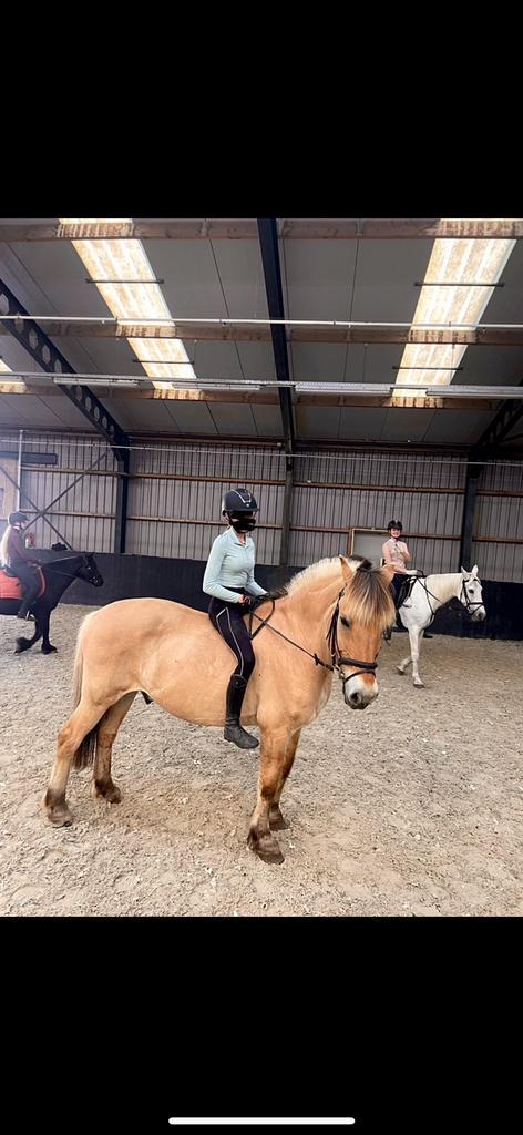Lease pony gezocht, Dieren en Toebehoren, Paarden en Pony's | Verzorgingsproducten, Nieuw, Ophalen of Verzenden