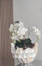 Prachtige parelmoer schelpenvaas met orchideeën, Ophalen, Zo goed als nieuw