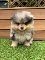 Raszuiver pomeranian pomeriaan pups, Dieren en Toebehoren, Honden | Poolhonden, Keeshonden en Oertypen, Keeshond, CDV (hondenziekte)