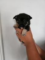 Jackrussel x pomeriaan pups, Parvo, Overige rassen, 8 tot 15 weken, Meerdere