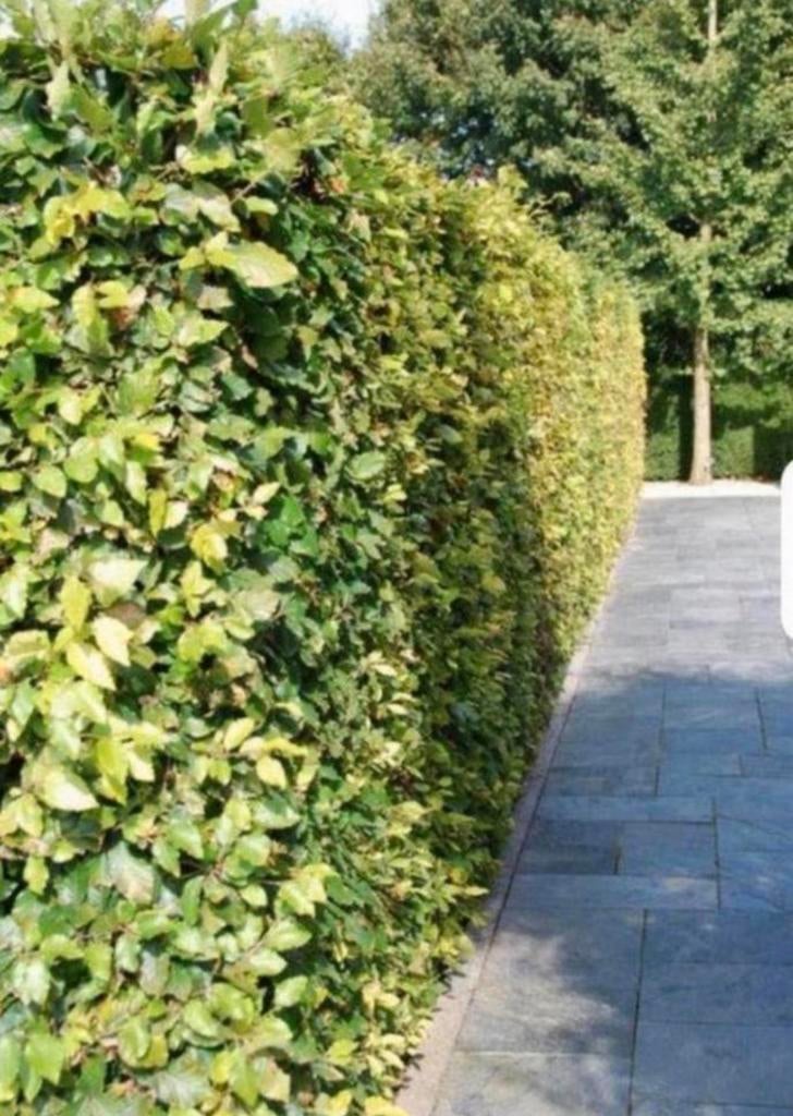 Beukenhagen, Tuin en Terras, Planten | Tuinplanten, Overige soorten, Volle zon, Bloeit niet, Ophalen of Verzenden