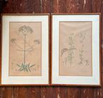 2 gave oude kruiden prenten, Antiek en Kunst, Ophalen of Verzenden