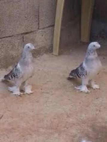 Turkse Takla duiven beschikbaar voor biedingen