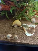 Appelslakken te koop, Dieren en Toebehoren, Vissen | Aquaria en Toebehoren, Ophalen, Plant(en), Steen of Hout