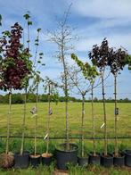 Nyssa sylvatica, zwarte tupeloboom actie!!! Nu €100,-, Tuin en Terras, Planten | Bomen, In pot, Halfschaduw, Zomer, 250 tot 400 cm