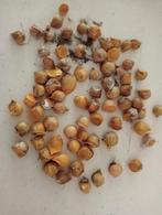 broedbolletjes van de olifanten knoflook Bio 2025, Tuin en Terras, Bloembollen en Zaden, Ophalen of Verzenden, Voorjaar, Volle zon
