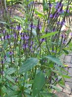 Verbena Hastata, Ophalen of Verzenden, Najaar, Volle zon, Zaad