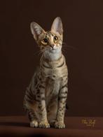 Prachtige Savannah Kater, Dieren en Toebehoren, Kater, Kortharig, 0 tot 2 jaar