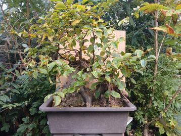 Pre bonsai haagbeuk.. uniek en zwaar!  beschikbaar voor biedingen