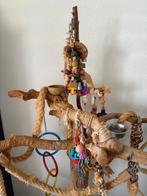 Javaboom, Meerdere dieren, Papegaai