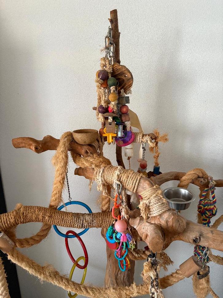 Javaboom, Dieren en Toebehoren, Vogels | Parkieten en Papegaaien, Papegaai, Meerdere dieren