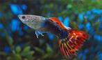 dragonhead guppies, Dieren en Toebehoren, Vissen | Aquariumvissen, Vis