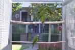 weddel aratinga, Dieren en Toebehoren, Meerdere dieren, Parkiet, Geringd