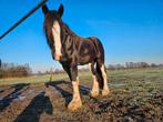 Shire, Hengst, 170 tot 175 cm, Gechipt, 3 tot 6 jaar