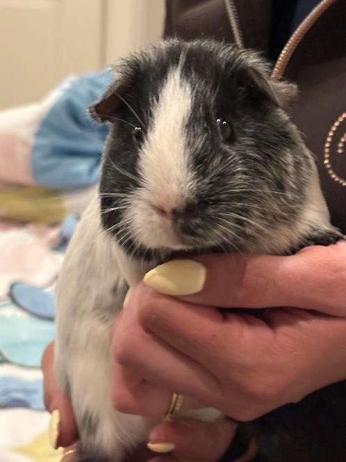 knappe dalmatiër cavia beer zoekt een nieuw huisje, Dieren en Toebehoren, Knaagdieren, Mannelijk, Cavia, Na 1 juli 2024