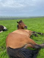 Inloopstal met paddock en 1 binnenstal 4,5x4,5, Dieren en Toebehoren, Stalling en Weidegang, Weidegang