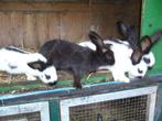 Jonge Lotharingers, Dieren en Toebehoren, Meerdere dieren, Groot, 0 tot 2 jaar