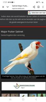 Putters, Dieren en Toebehoren, Mannelijk, Wildzangvogel