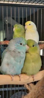 4 forpussen met kooi, Meerdere dieren, Dwergpapegaai of Agapornis, Tam