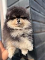 Pomeriaan pups, Dieren en Toebehoren, Honden | Chihuahua's en Gezelschapshonden, Rabiës (hondsdolheid), 15 weken tot 1 jaar, Overige rassen