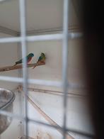 Turquoisine parkieten,roodbuik, Vrouwelijk, Parkiet