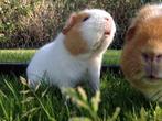 Gezocht: 2 us teddy zeugen, Dieren en Toebehoren, Knaagdieren, Cavia, Vrouwelijk, Januari, Tam