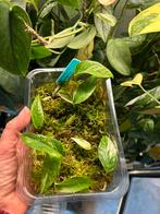 Epipremnum pinnatum albo variegata, plantjes uit wetstick, Huis en Inrichting, Kamerplanten, Ophalen of Verzenden, Halfschaduw