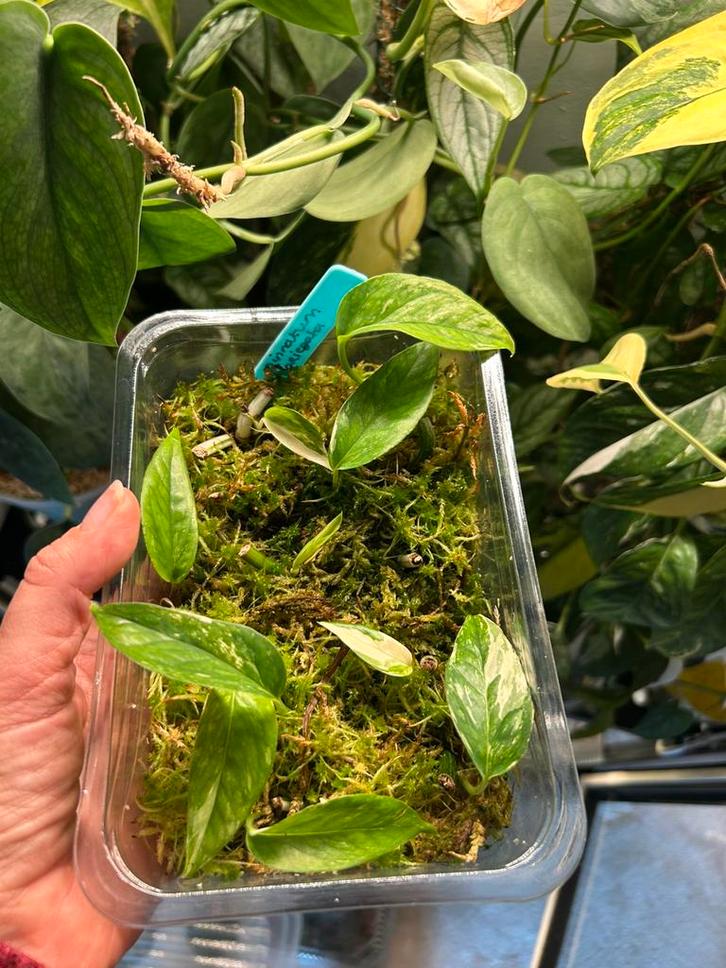 Epipremnum pinnatum albo variegata, plantjes uit wetstick, Huis en Inrichting, Kamerplanten, Minder dan 100 cm, Halfschaduw, Ophalen of Verzenden