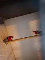Koppel rosella's, Dieren en Toebehoren, Vogels | Parkieten en Papegaaien, Meerdere dieren, Parkiet