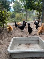 Hollandse kuifhoen hennen 20 weken, Dieren en Toebehoren, Vrouwelijk, Kip