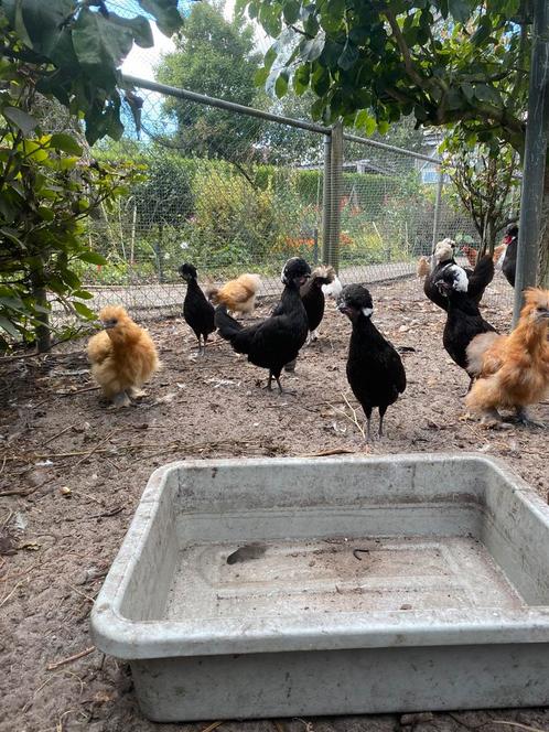 Hollandse kuifhoen hennen 20 weken, Dieren en Toebehoren, Pluimvee, Kip, Vrouwelijk