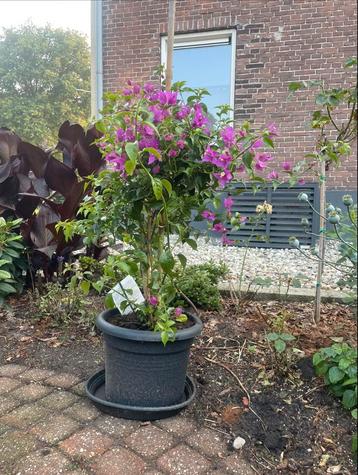 Tekoop aangeboden Bougainvillea glabra in verschillde maten beschikbaar voor biedingen