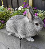 2 kleurdwerg chinchilla rammetjes, Dieren en Toebehoren, Mannelijk, Dwerg