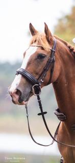 Hoofdstel premiere dijon donkerbruin, Dieren en Toebehoren, Paarden en Pony's | Hoofdstellen en Tuigage, Ophalen of Verzenden