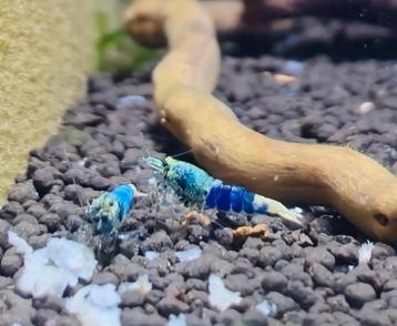 Ocean blue beschikbaar voor biedingen
