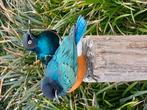 Super mooie Driekleur glansspreeuwen, Dieren en Toebehoren, Vogels | Overige Vogels, Meerdere dieren, Tropenvogel, Geringd