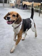ACE: Cairo is op zoek naar een zalig baasje, Dieren en Toebehoren, Honden | Beagles, Bassets en Lopende honden, Beagle, Particulier