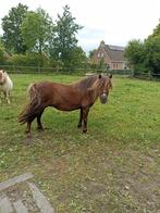 2 Shetland merries met nsps stamboek, Dieren en Toebehoren, Merrie, A pony (tot 1.17m), 11 jaar of ouder, Recreatiepony