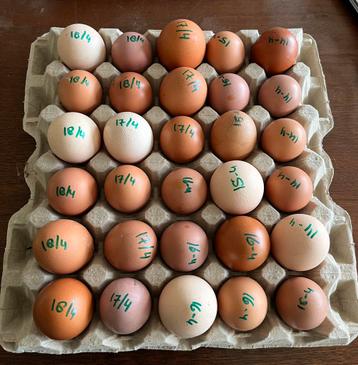 Kippen eieren 10 stuks €1,50 kip scharrelkip legkip brahma