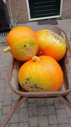 Reuzenpompoenen: Cucurbita Maxima, Ophalen