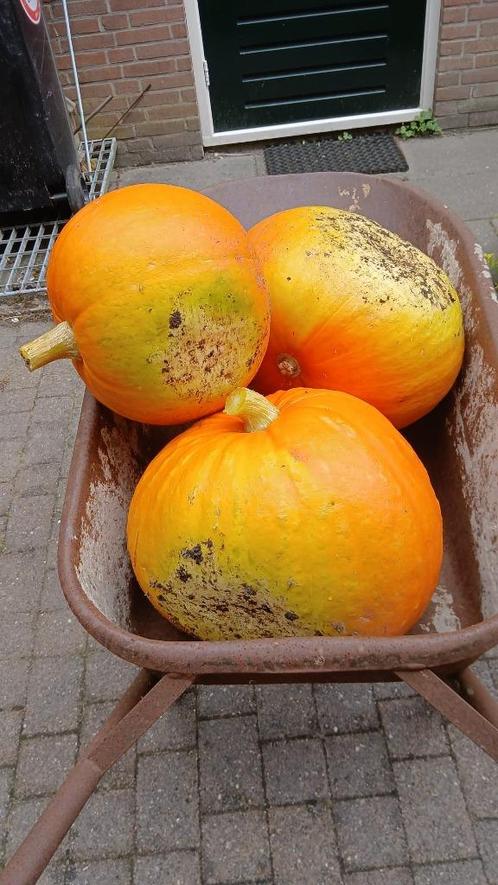 Reuzenpompoenen: Cucurbita Maxima, Diversen, Levensmiddelen, Ophalen
