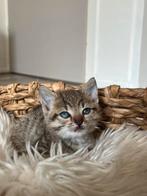 Lieve kittens, Dieren en Toebehoren, Meerdere dieren