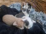 Kittens (nog 1 kater foto 7/8 beschikbaar ), Dieren en Toebehoren, Katten en Kittens | Raskatten | Korthaar, Meerdere dieren, Ontwormd