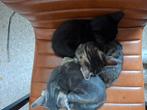 Kittens, Poes
