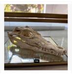 Siamese.ese krokodil, schedel, 13 cm, cite nummer aanwezig, Ophalen of Verzenden, Nieuw, Reptiel of Amfibie, Schedel